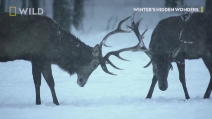 Благородният елен | Скритите чудеса на зимата | NG Wild Bulgaria