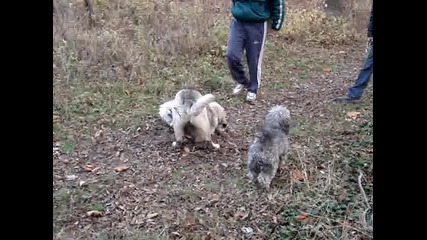 Kavkazche igrae sas Shnaucer