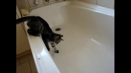 Котка изтрещява след като пада във вана 