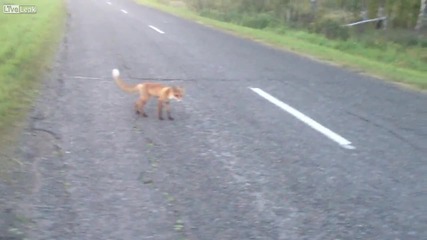 Гладна лисица хапва на пътя