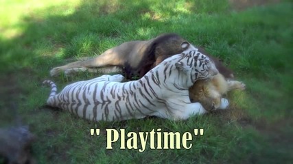 Лъв и Тигър - страхотни приятели !