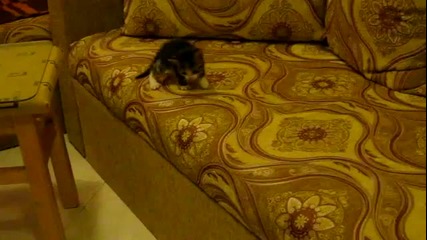 Сладко коте
