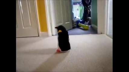 Дакел сладур си играе с пингвинче играчка