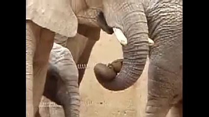 Познайте от 3 пъти какво похапва слона... 