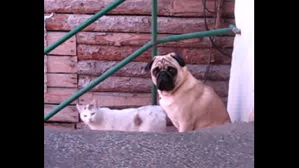 Mailo I Maca