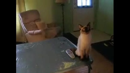 Crazy Cat - Какво Показва Забога!!!
