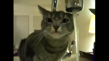 Котка е готова на всичко за да пийне малко вода 