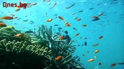 Морски красоти от Големия бариерен риф