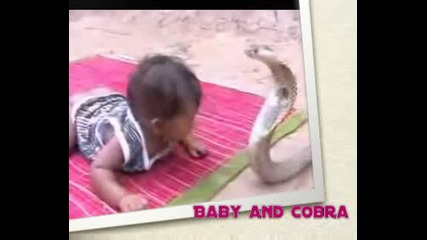 Baby Vs cobra