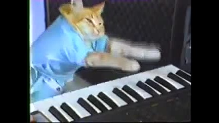 Котенце свири на пияно! :)