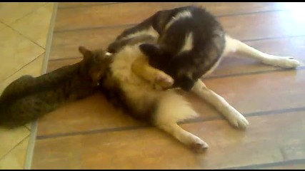 Котка иска внимание