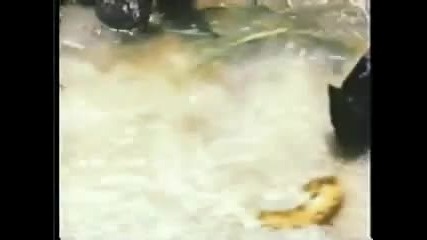 Jaguar vs Anaconda Showdown. 