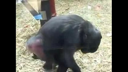 какво прави според вас тази маймуна??? 