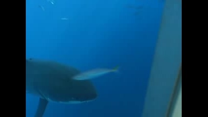 Sharks