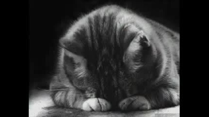 Bate Pesho - Someday