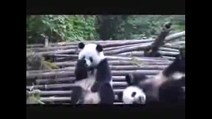 Майка панда киха по - откачено от бебето си (екстремно) 