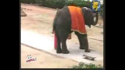 Индийски цирк със слончета 