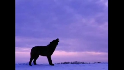 Катя Огонек Волк 
