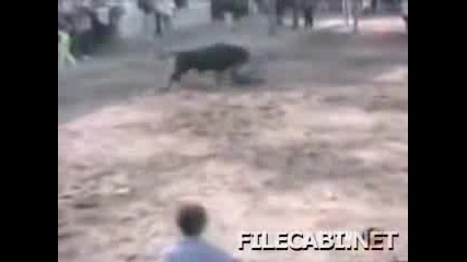 куче спира бик да не убие човек 