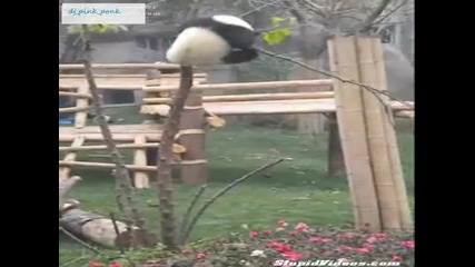 Много Смях Бебе панда се опитва да строши дърво 