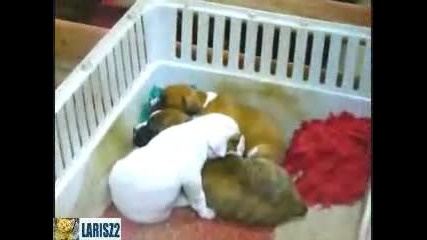 Как се преспиват кучета бебета 