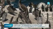 Хиляди пеликани прелитаха над главите на плажуващи в Калифорния