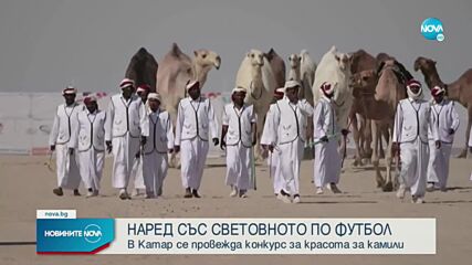 В Катар се проведе конкурс за най-красива камила