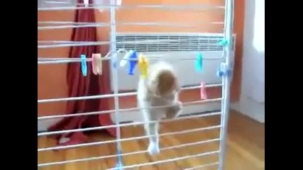 Сладко Котенце