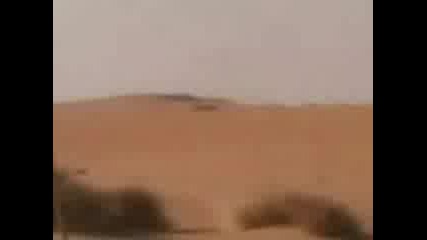 Hawk - Cant - Catch - Rabbit