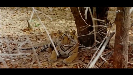 Бенгалският тигър !