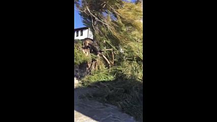 Силен вятър събори 100-годишна върба в Несебър