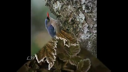 ~chris Spheeris ~ Remember me