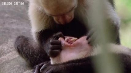 Funny Talking Animals - Walk On The Wild Side - Episode Three Preview - Bbc One