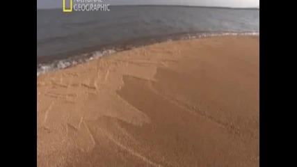 National Geographic. Дикая природа России. Приморье. 2