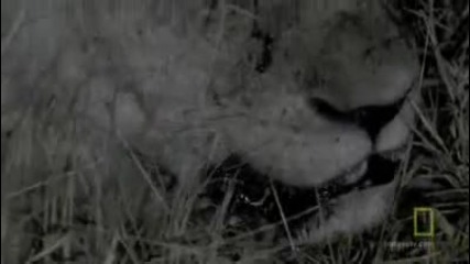 National Geographic Wild Lion Army Battle To Survive Hd Part 3