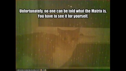 Verry Funny Cats - Part 1