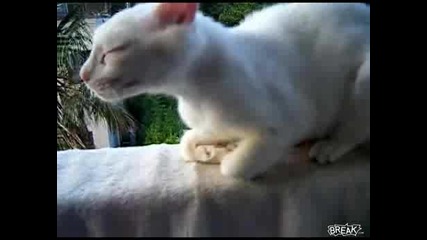 Странно спяща котка 