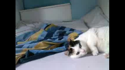 Моята Котка