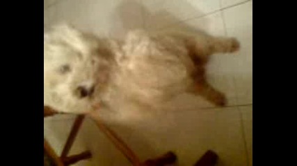 Ku4eto 6u6i :p