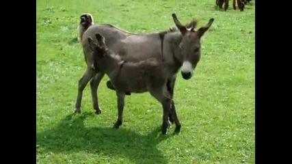 Игриво Малко Магаренце - Kira the mini donkey amusing herself 