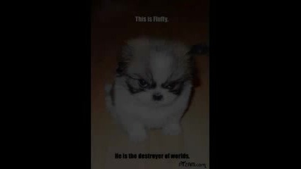 Funny Pictures