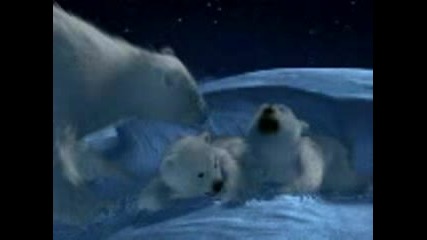 Polar Bear - Coca Cola