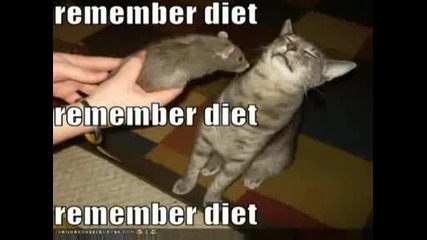 Very Funny Cats