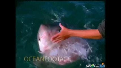 Как се гали акула