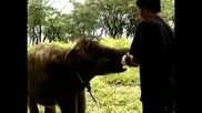 Индонезия приветства бебета слончета