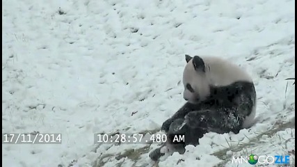 Пандата в зоопарка на Торонто се зарадва на снега