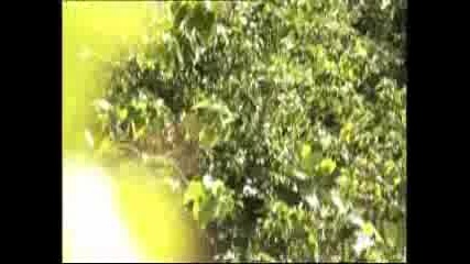 Survivor 2 Ep.47 Part 12