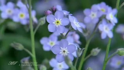 Frederic Delarue - A Rainbow of Flowers