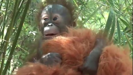Бебе орангутан се роди в Houston Zoo 