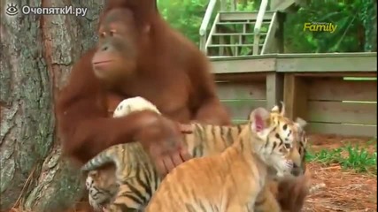 Маймуна се грижи за тигърчета